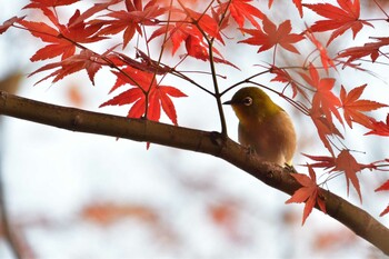 2021年12月11日(土) 長浜公園の野鳥観察記録