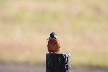 Common Kingfisher 守谷城跡公園 Sat, 11/27/2021