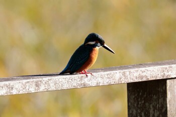 Common Kingfisher 守谷城跡公園 Sat, 11/27/2021