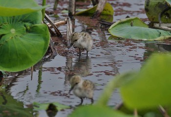 セイタカシギ 場所が不明 2017年5月31日(水)