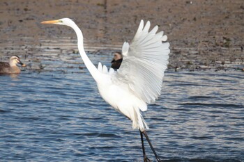 Great Egret 守谷沼 Sat, 11/27/2021