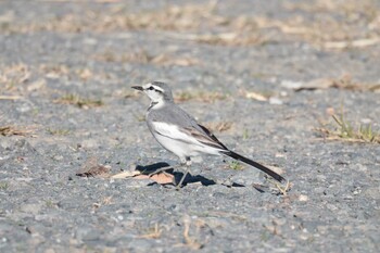 White Wagtail 守谷沼 Sat, 11/27/2021