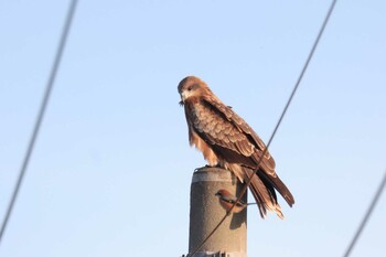 Black Kite 結城市鹿窪 Sun, 11/7/2021