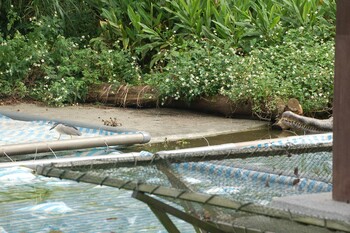 ゴイサギ 台北市立動物園 2018年4月28日(土)