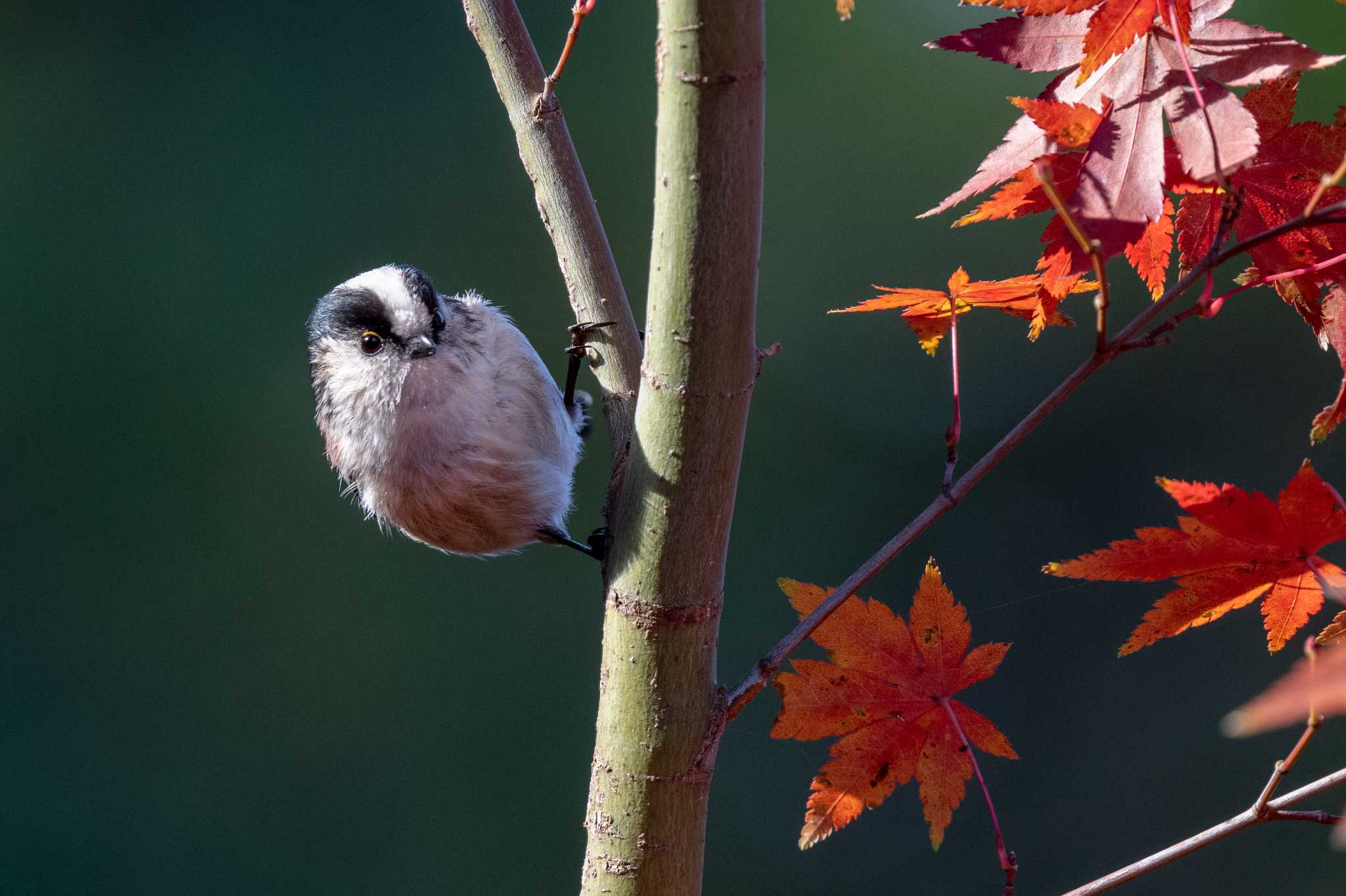 Photo of Long-tailed Tit at 奈良市水上池 by veritas_vita