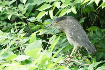 ゴイサギ 大岡川 2017年5月31日(水)