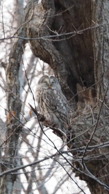 Ural Owl(japonica) Unknown Spots Fri, 12/10/2021