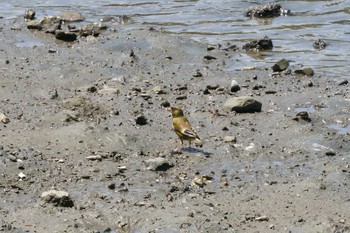 カワラヒワ 長浜公園 2017年5月29日(月)