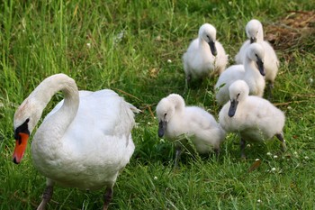 Mute Swan Unknown Spots Wed, 5/31/2017