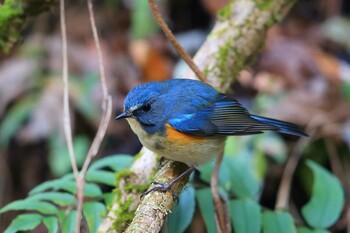 Red-flanked Bluetail Unknown Spots Sat, 12/11/2021