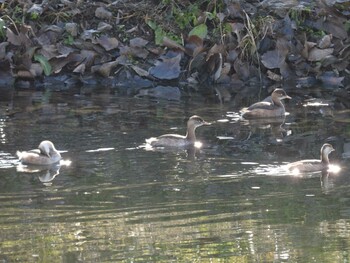 2021年12月11日(土) 将府公園(北京)の野鳥観察記録