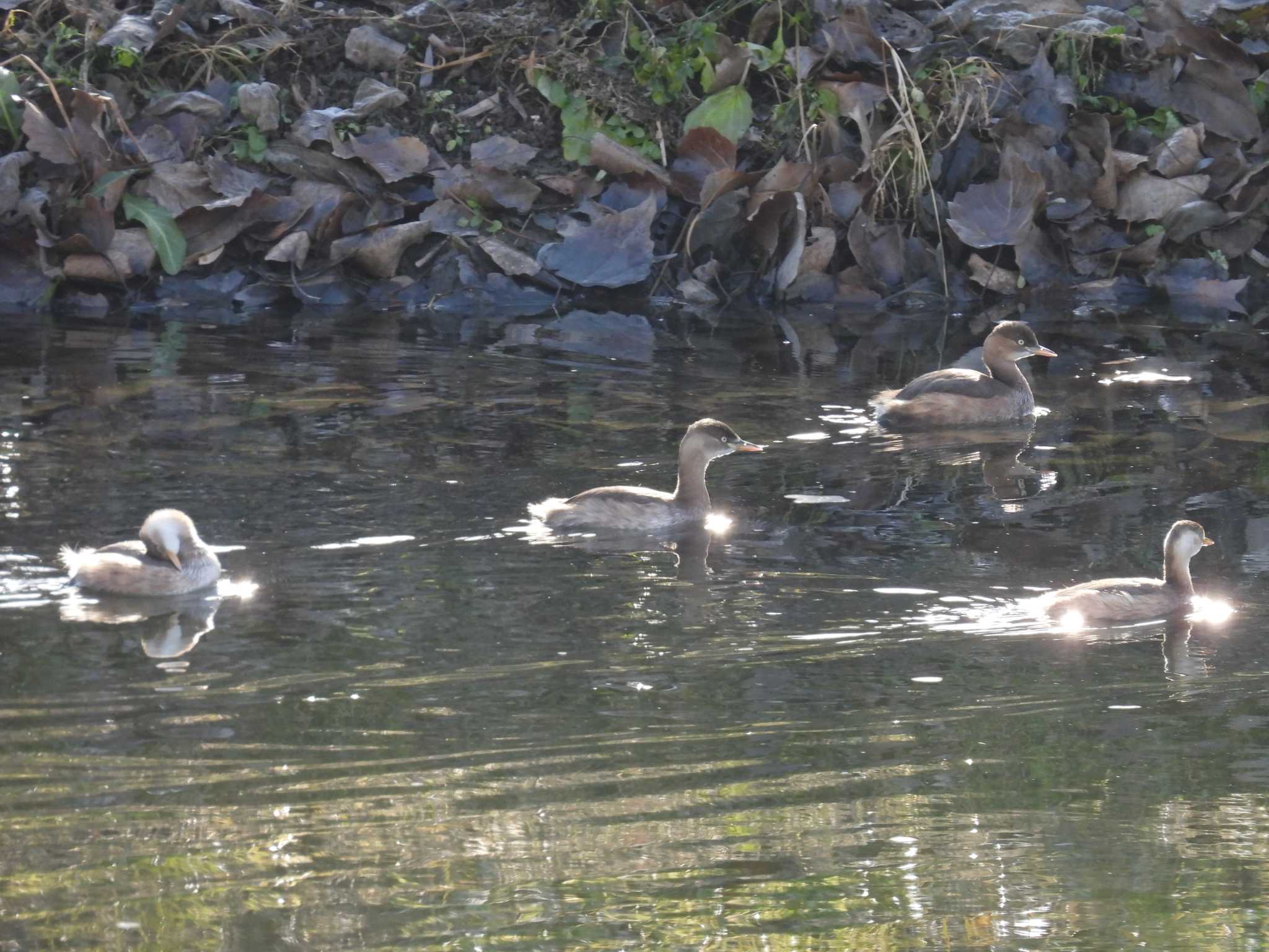 Little Grebe