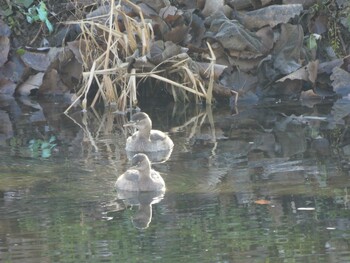 Little Grebe 将府公園(北京) Sat, 12/11/2021