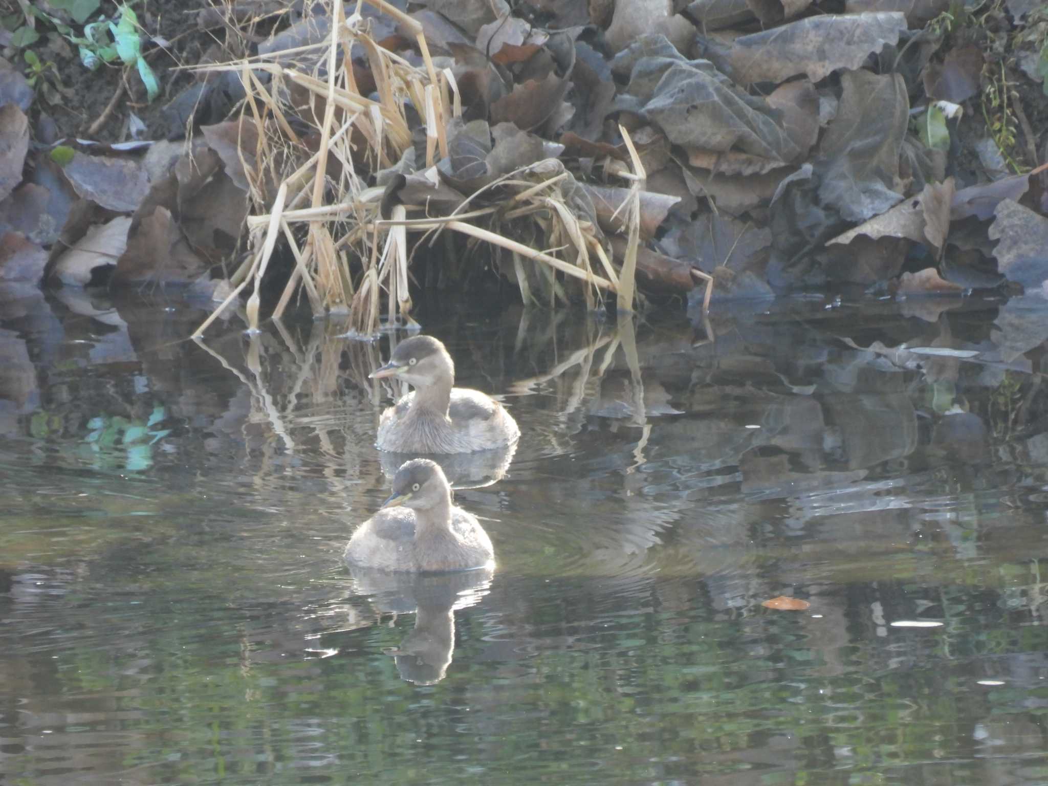 Little Grebe