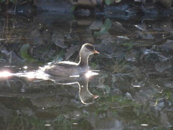 Little Grebe 将府公園(北京) Sat, 12/11/2021