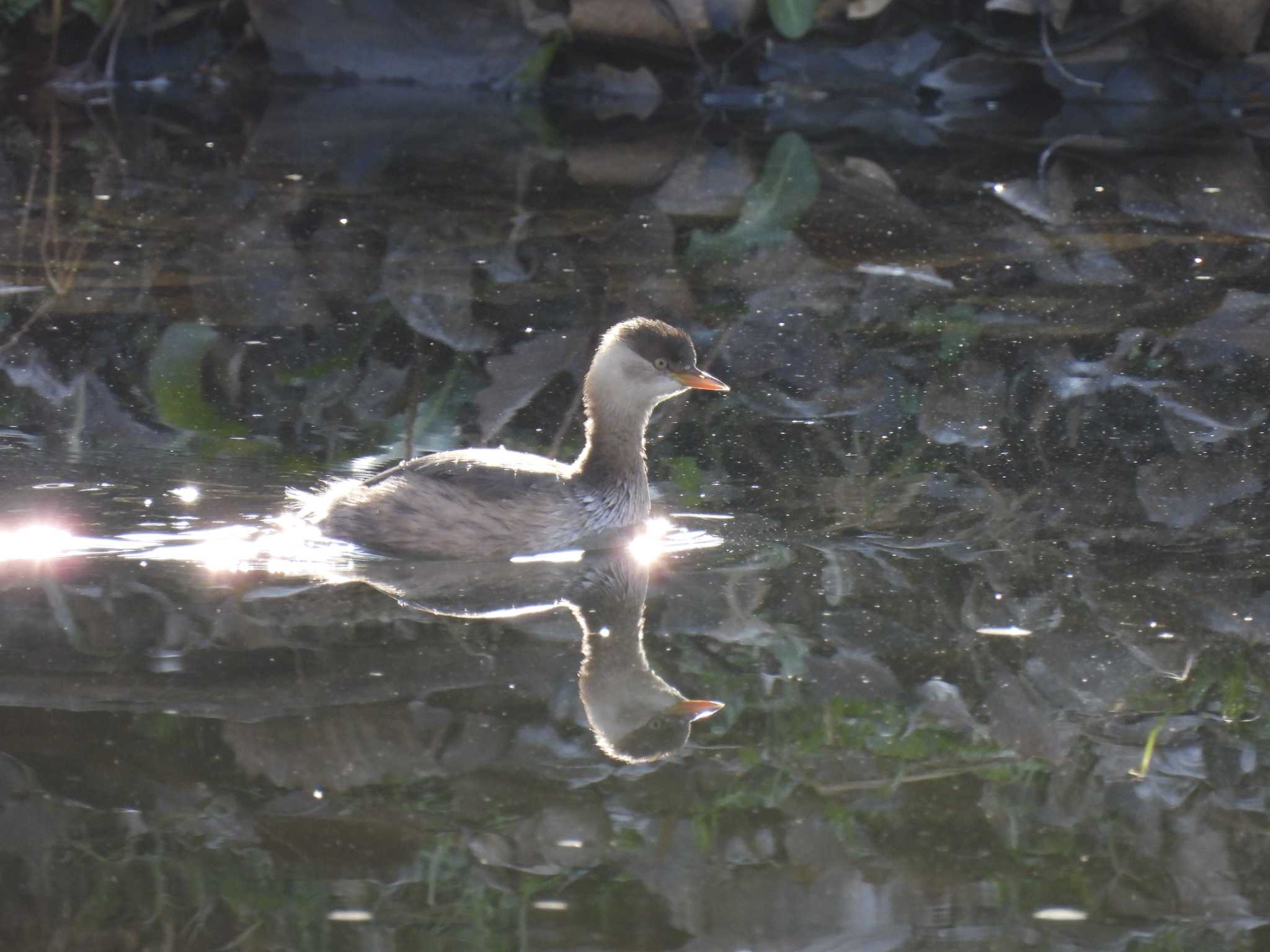 Little Grebe