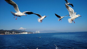 Sat, 12/11/2021 Birding report at 清水港(静岡県)