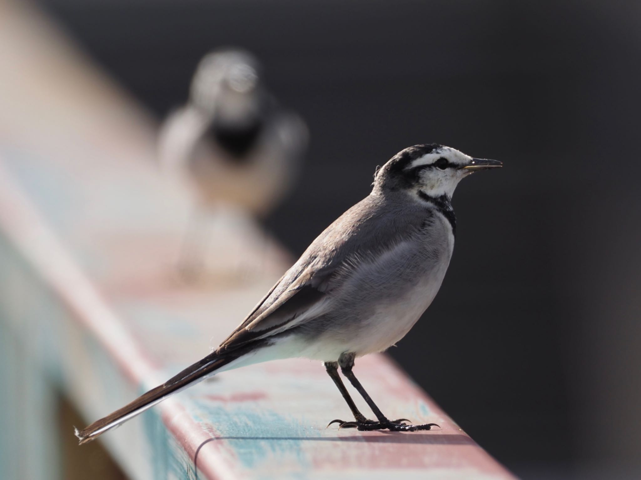 2021年12月9日(木) 知立市猿渡川の野鳥観察記録 by unjun 2021年12月9日(木) 知立市猿渡川の野鳥観察記録 by unjun