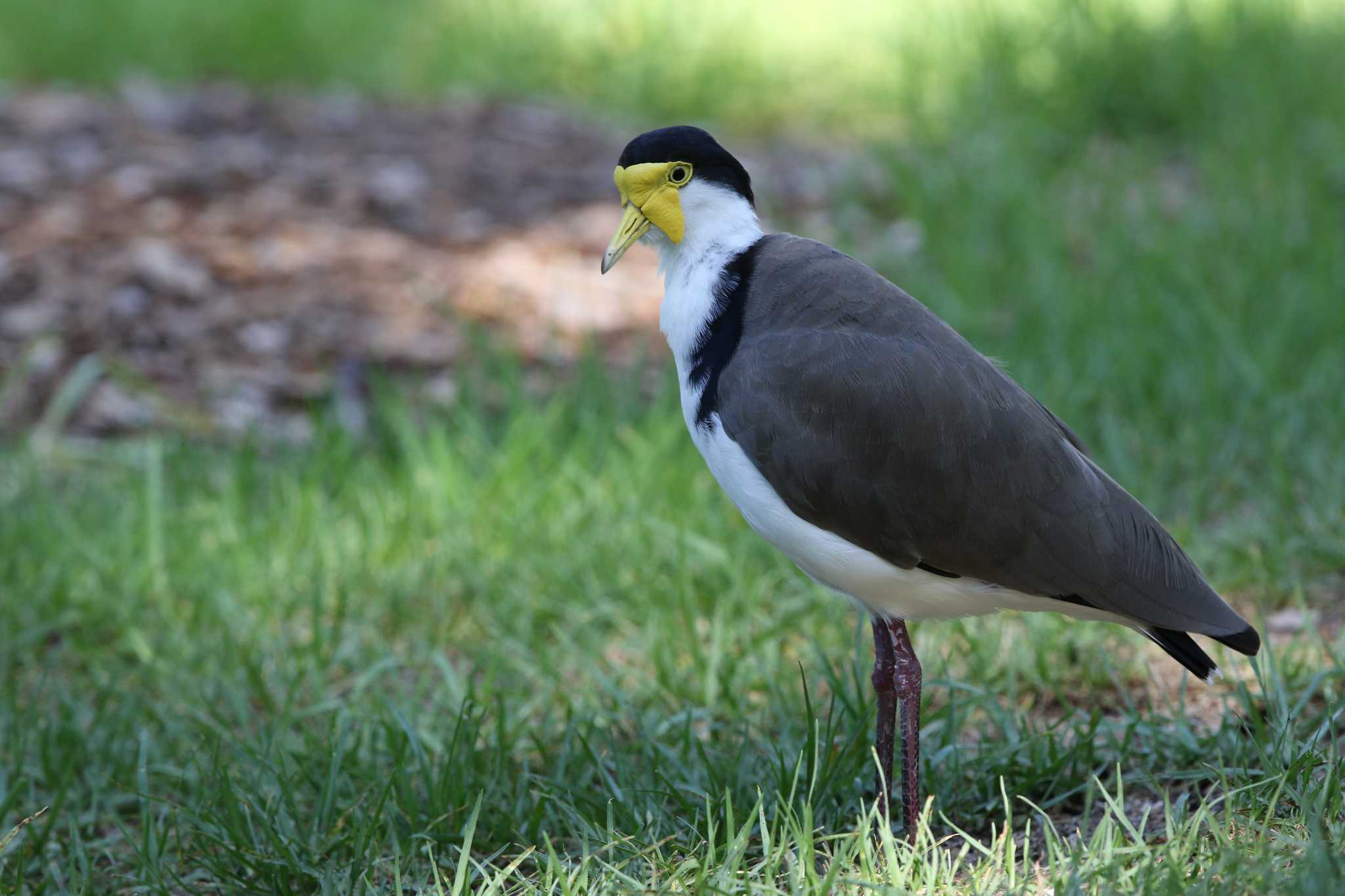 Photo of Masked Lapwing at Royal Botanic Gardens Sydney by Trio