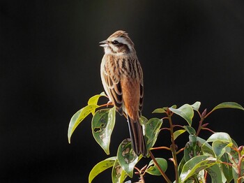 2021年12月10日(金) 知立市猿渡川の野鳥観察記録