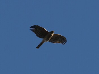 2021年12月11日(土) 染井霊園の野鳥観察記録