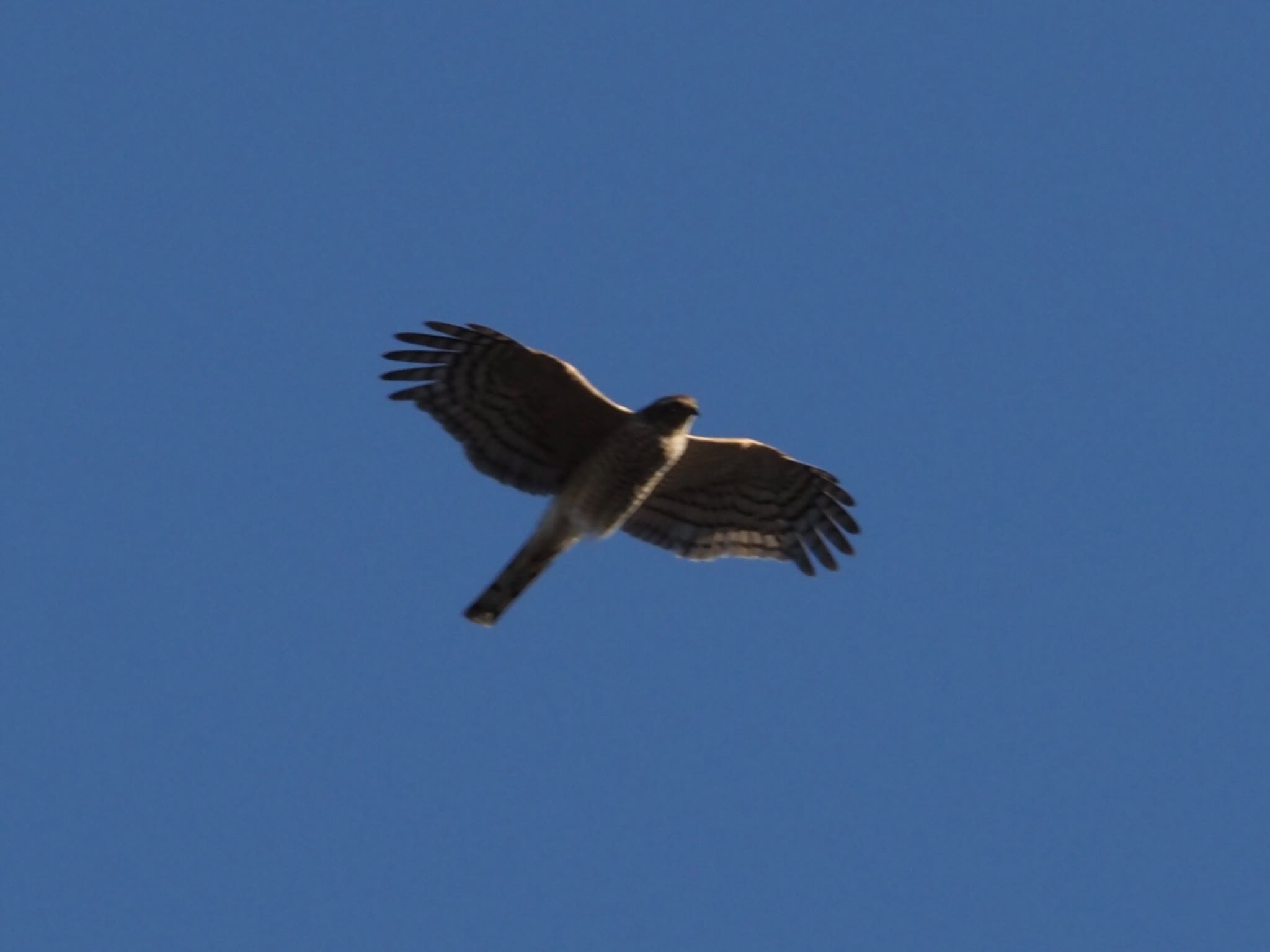 Photo of Eurasian Sparrowhawk at 染井霊園 by shu118