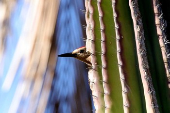 Gila Woodpecker Puerto Los Cabos (Mexico) Sat, 5/6/2017