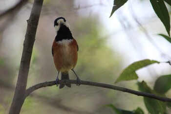 2021年3月27日(土) 見沼自然公園の野鳥観察記録