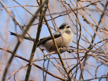 Silver-throated Bushtit 将府公園(北京) Sat, 12/11/2021