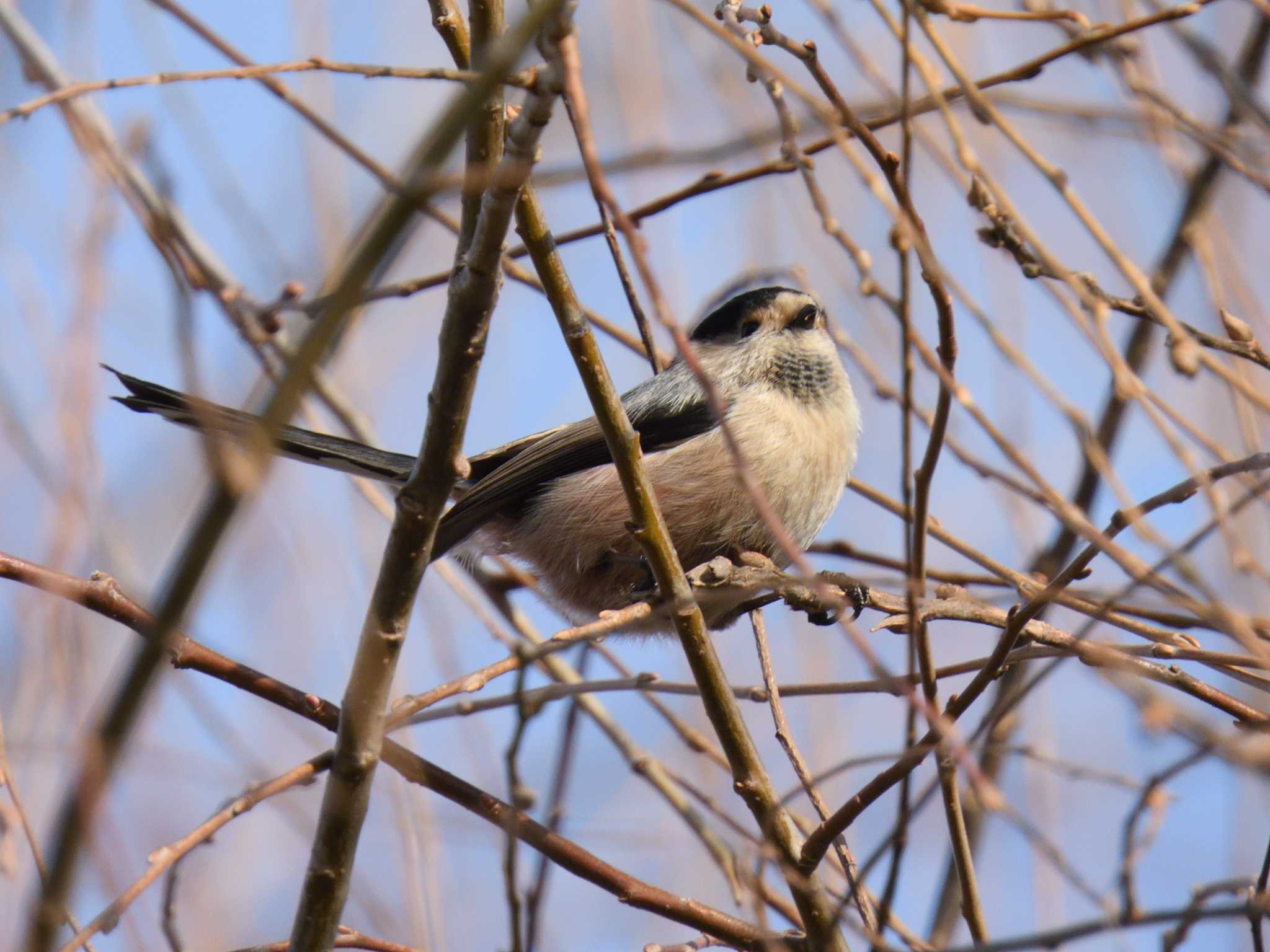 Silver-throated Bushtit