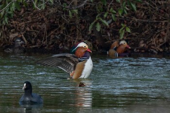 Mandarin Duck 奈良市水上池 Sat, 12/11/2021