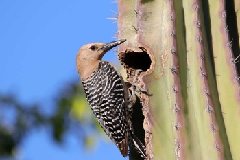 Gila Woodpecker Puerto Los Cabos (Mexico) Sat, 5/6/2017