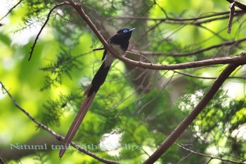 サンコウチョウ 東京都八王子市 2017年5月28日(日)