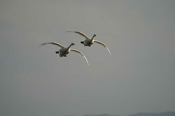 Tundra Swan 潟ノ内(島根県松江市) Sat, 12/11/2021