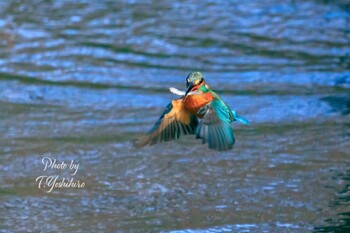 2021年12月11日(土) 堺市北区の野鳥観察記録