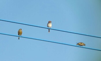 2021年12月11日(土) 川越市の野鳥観察記録