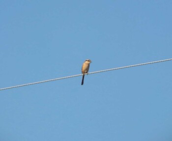 2021年12月11日(土) 伊佐沼の野鳥観察記録