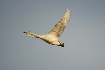 Tundra Swan 潟ノ内(島根県松江市) Sat, 12/11/2021