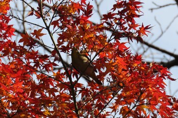 Warbling White-eye 岸根公園 Sat, 12/11/2021