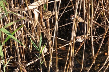 Eurasian Tree Sparrow 岸根公園 Sat, 12/11/2021