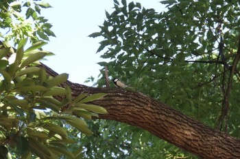 Japanese Tit 岸根公園 Sat, 12/11/2021