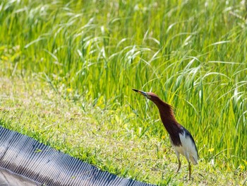 アカガシラサギ 角島(山口県) 2013年5月2日(木)