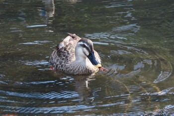 Eastern Spot-billed Duck 岸根公園 Sat, 12/11/2021