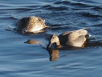 Gadwall 多摩川二ヶ領宿河原堰 Sat, 12/11/2021