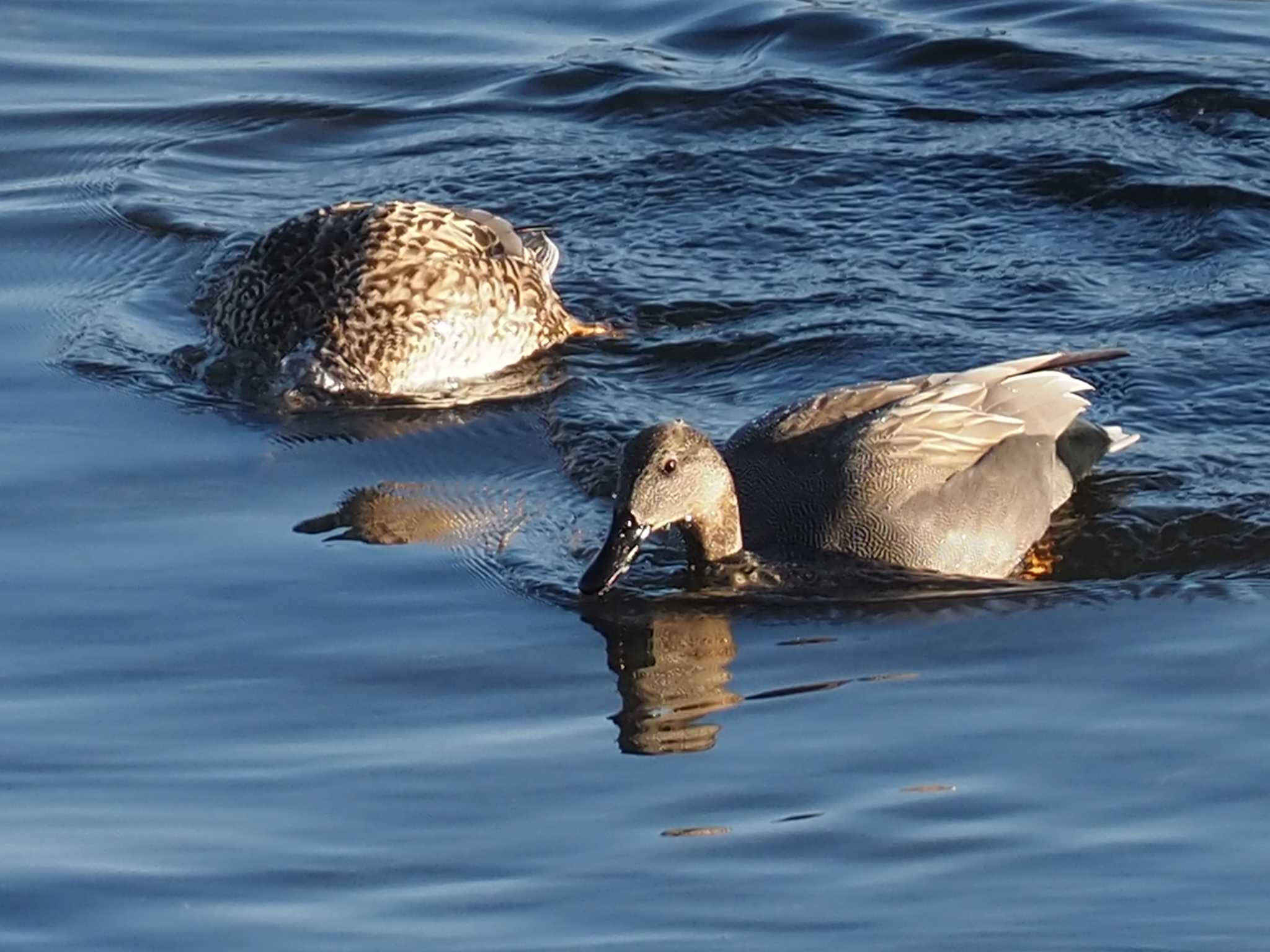 Photo of Gadwall at 多摩川二ヶ領宿河原堰 by さすらう葦