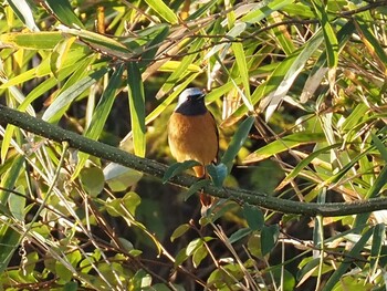 Daurian Redstart 多摩川二ヶ領宿河原堰 Sat, 12/11/2021