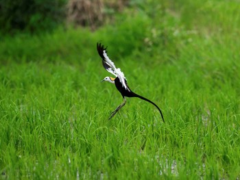 Pheasant-tailed Jacana 福岡県古賀市 Sat, 6/14/2014