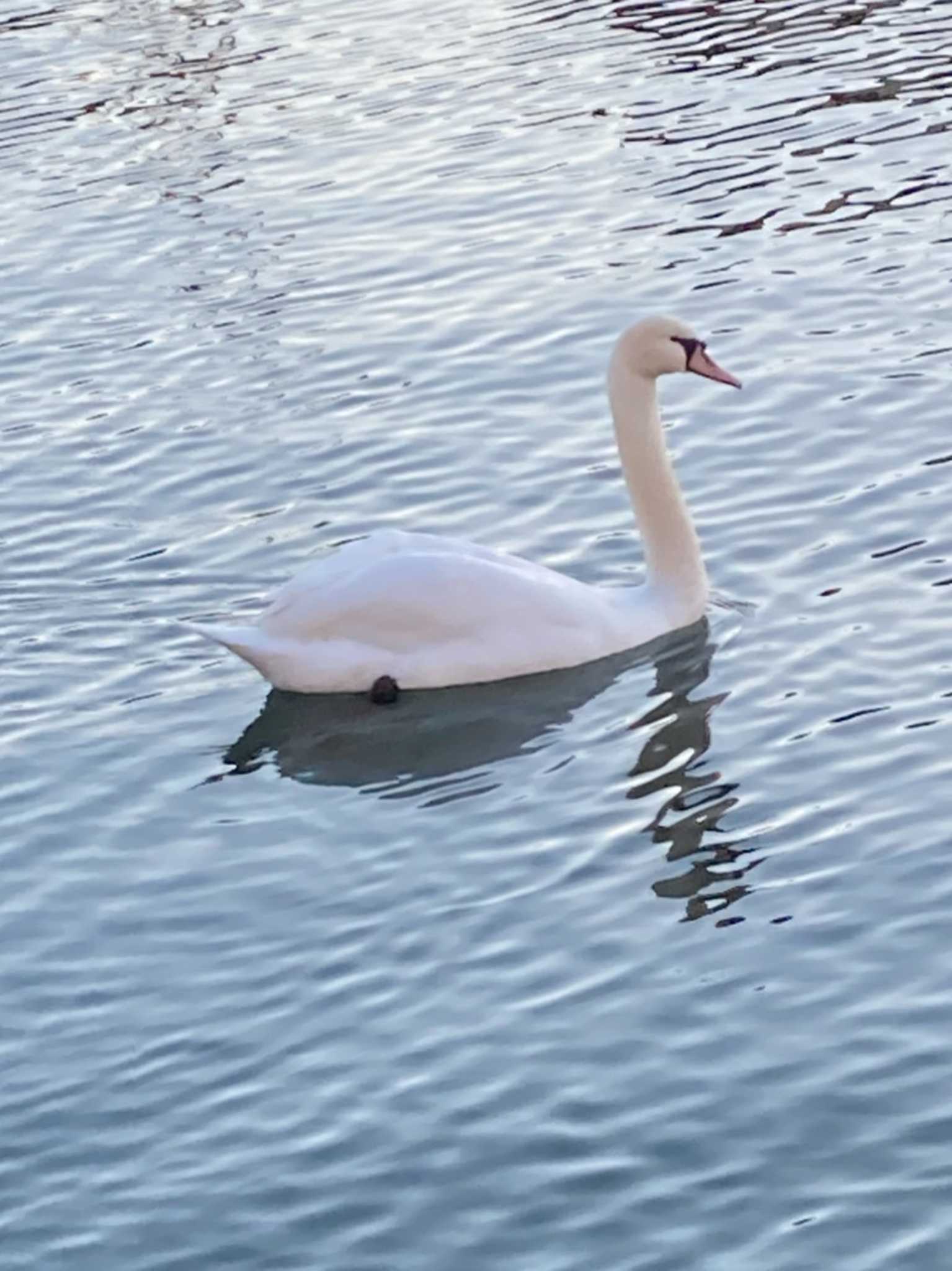 Photo of Mute Swan at 巴川,静岡県,日本 by つちいなご