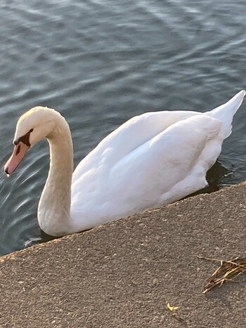 Mute Swan 巴川,静岡県,日本 Sat, 12/11/2021