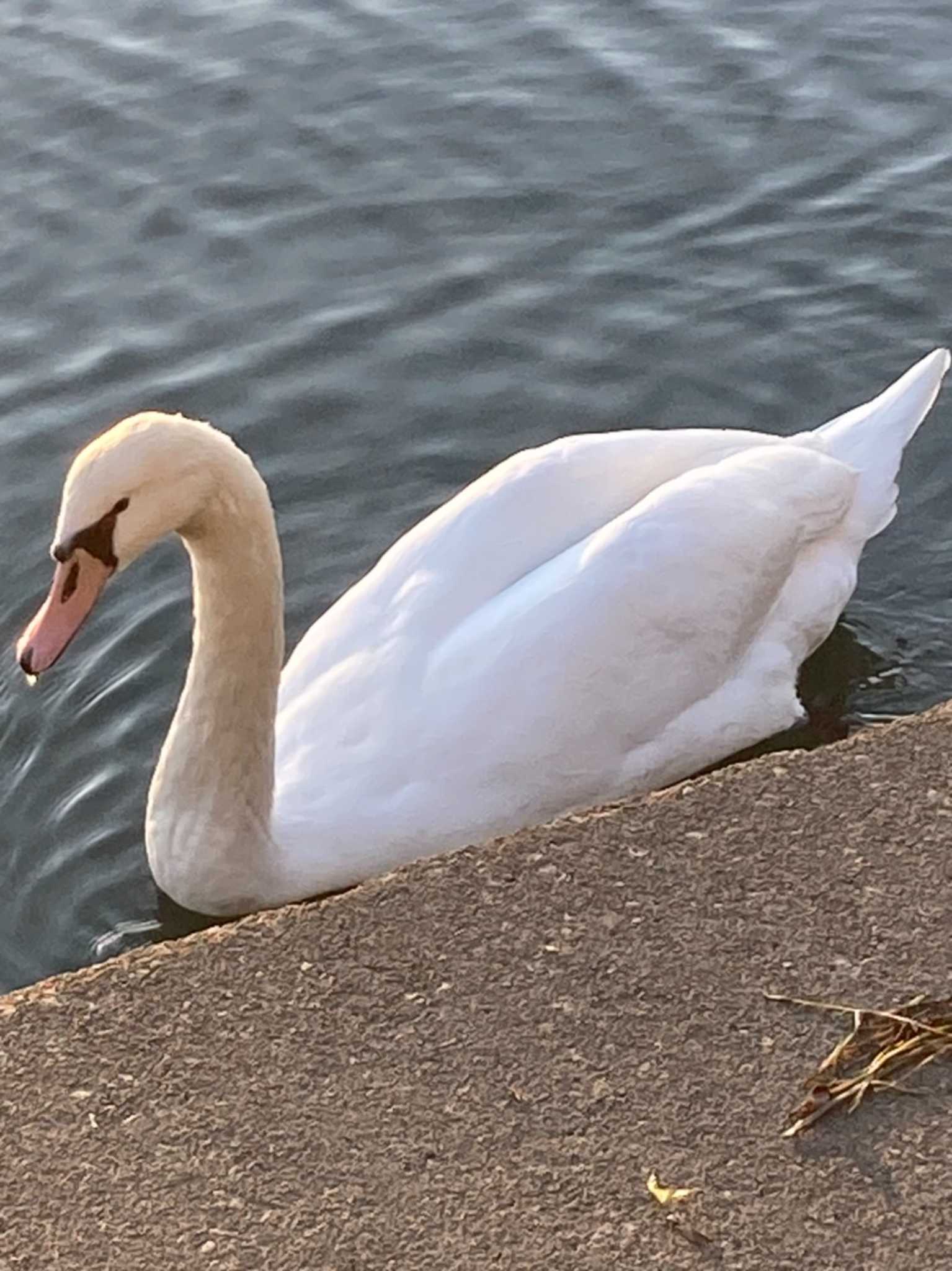 Photo of Mute Swan at 巴川,静岡県,日本 by つちいなご